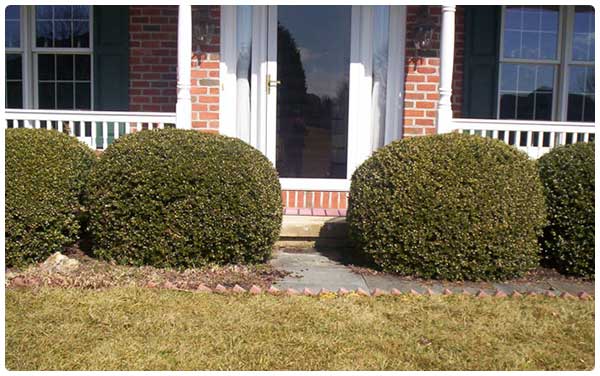 Scrub Trimming Services — Scrubs in front of a house in Lin, PA