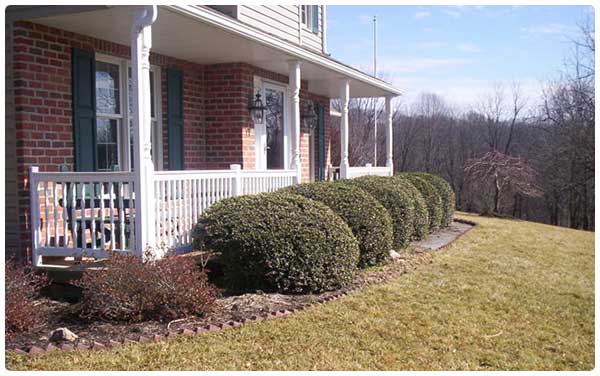 Shrubs — House Before Landscaping Services in Lin, PA